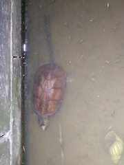 Kinosternon scorpioides scorpioides