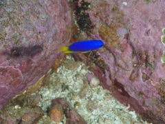 Pomacentrus coelestis