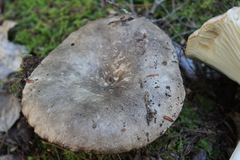 Russula dissimulans