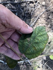 Grewia latifolia
