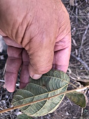 Grewia latifolia