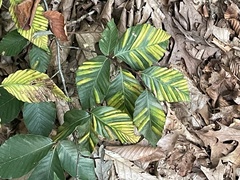 Litylenchus crenatae