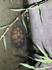 Kinosternon scorpioides scorpioides