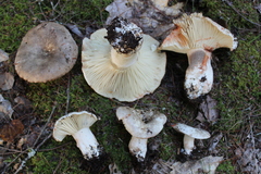 Russula dissimulans