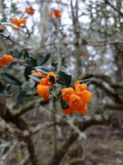 Berberis ilicifolia