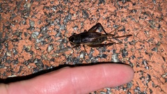 Teleogryllus emma
