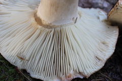 Russula dissimulans