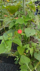 Ipomoea cholulensis