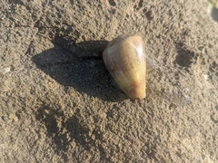 Conus papilliferus