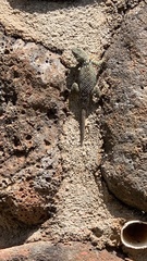 Sceloporus dugesii