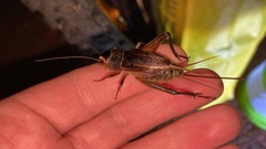 Teleogryllus emma