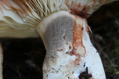 Russula dissimulans