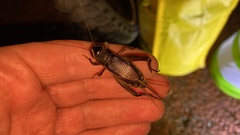 Teleogryllus emma