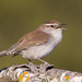 Bewick's Wren - Photo (c) Greg Lasley, some rights reserved (CC BY-NC), uploaded by Greg Lasley