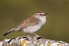 Bewick's Wren - Photo (c) Greg Lasley, some rights reserved (CC BY-NC), uploaded by Greg Lasley
