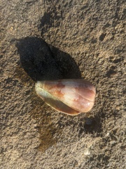 Conus papilliferus