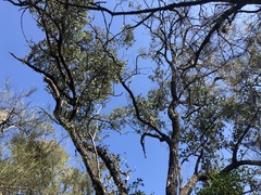 Eucalyptus melanophloia