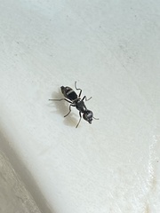 Ulidiidae