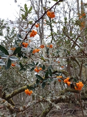Berberis ilicifolia