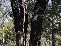 Eucalyptus melanophloia
