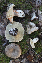 Russula dissimulans