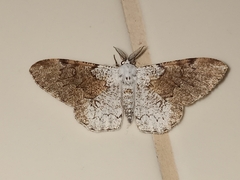 Thyrinteina arnobia