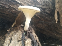 Pleurotus