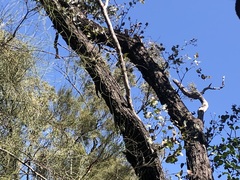 Eucalyptus melanophloia