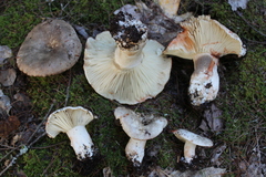 Russula dissimulans
