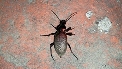 Carabus smaragdinus