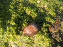 Monetaria caputserpentis