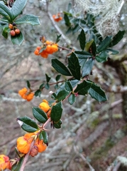 Berberis ilicifolia