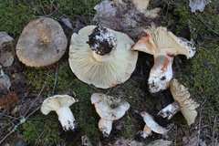 Russula dissimulans