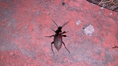 Carabus smaragdinus