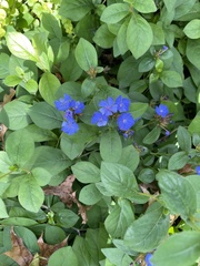 Ceratostigma
