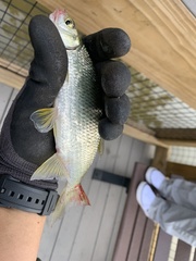 Notemigonus crysoleucas