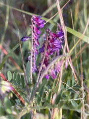 Vicia eriocarpa