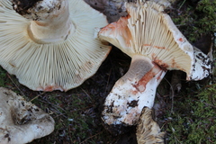 Russula dissimulans