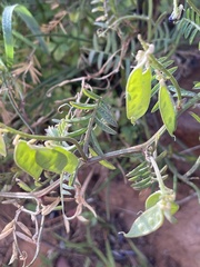 Vicia eriocarpa