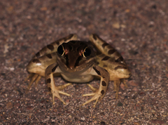 Lithobates forreri