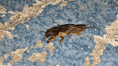 Gryllotalpa orientalis