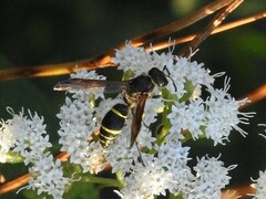 Ancistrocerus