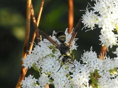 Ancistrocerus