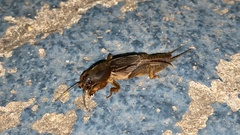 Gryllotalpa orientalis