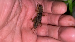 Gryllotalpa orientalis