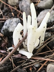 Clavaria