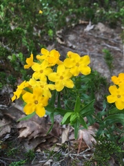 Lithospermum caroliniense