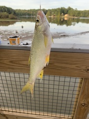 Notemigonus crysoleucas