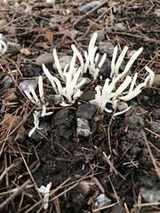 Clavaria