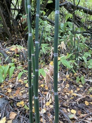 Equisetum